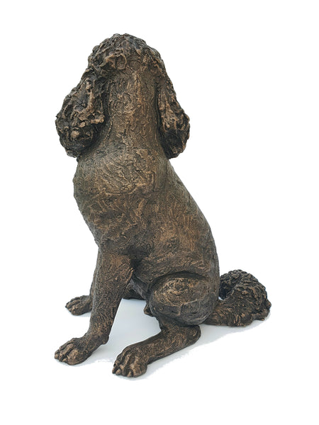 Dennis Standard Poodle