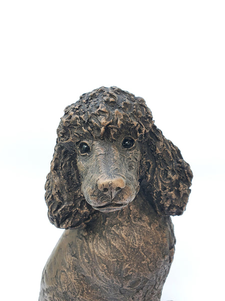 Dennis Standard Poodle