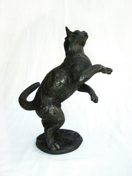 Bella Luna – Playing Burmese Kitten