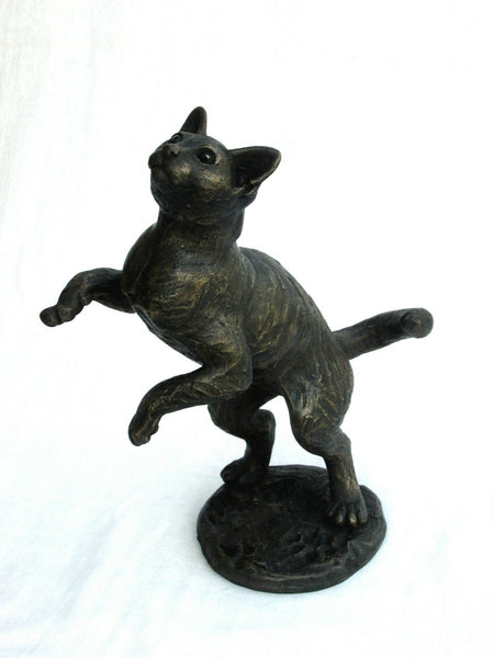 Bella Luna – Playing Burmese Kitten