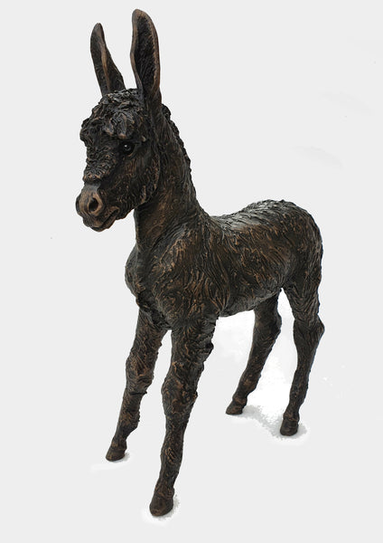 Bluebell Donkey Foal