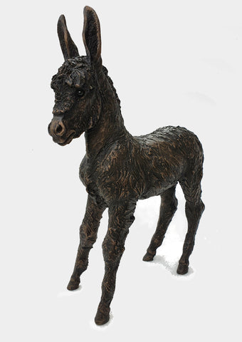 Bluebell Donkey Foal