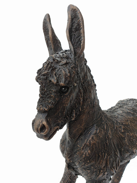 Bluebell Donkey Foal